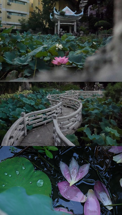 盧廉若公園。人民網(wǎng) 唐佳 攝