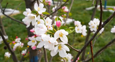 駐藏某部營區(qū)驚現(xiàn)海棠花海