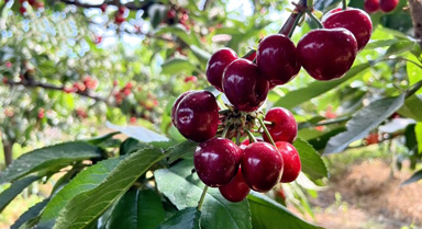 山東莒南:櫻桃紅滿枝 產(chǎn)業(yè)興村正當(dāng)時