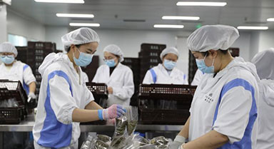 寧夏銀川：粽香迎端午 企業(yè)趕制忙